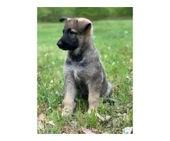 A litter of AKC GSD puppies eight weeks old - 8