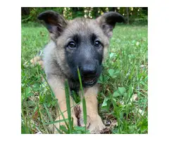 A litter of AKC GSD puppies eight weeks old - 9