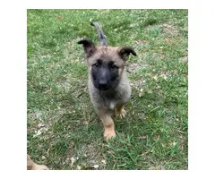 A litter of AKC GSD puppies eight weeks old - 10