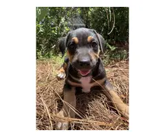 6 cute and friendly beagle bull puppies