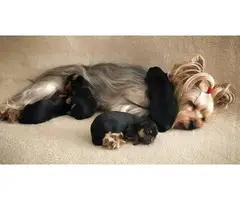 Yorkie pups for adoption - 1
