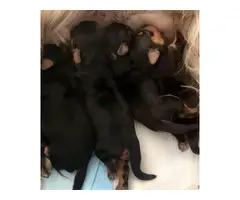 Yorkie pups for adoption - 2