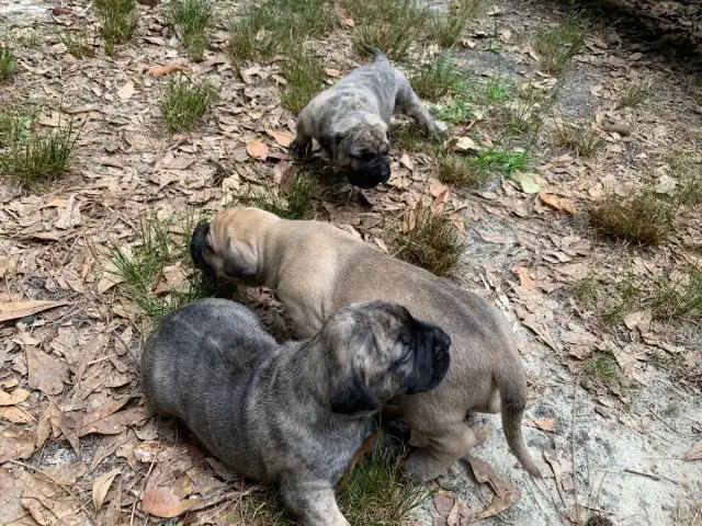 Fawn and brindle Presa Canario puppies available - 1/7