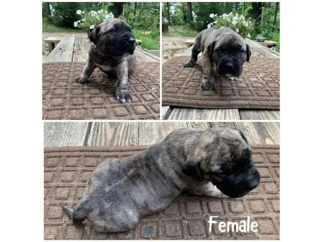Fawn and brindle Presa Canario puppies available - 2/7