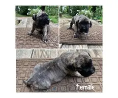 Fawn and brindle Presa Canario puppies available - 2