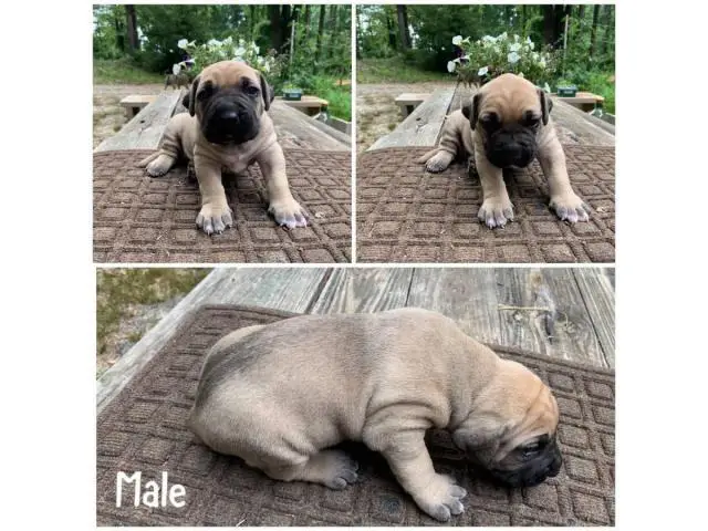 Fawn and brindle Presa Canario puppies available - 3/7