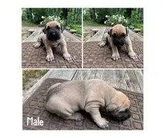 Fawn and brindle Presa Canario puppies available - 3
