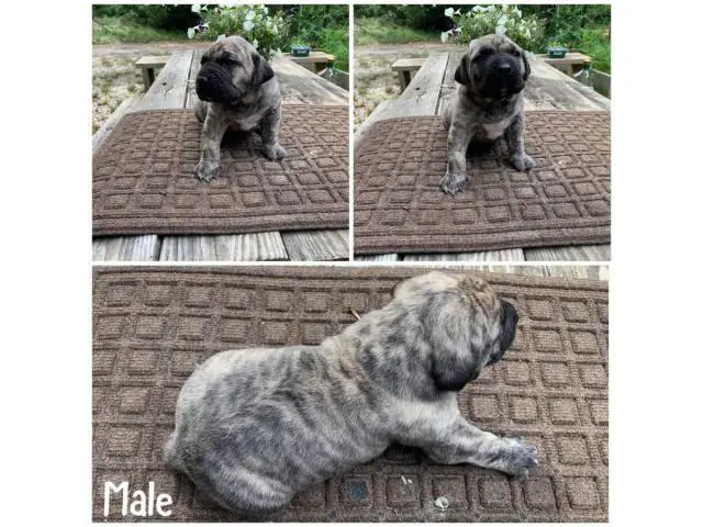 Fawn and brindle Presa Canario puppies available - 4/7