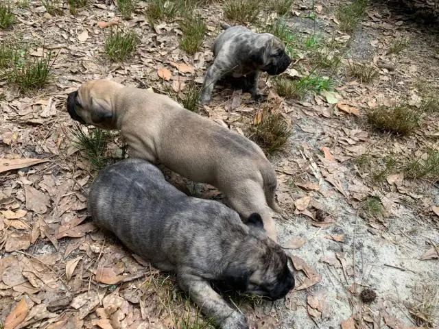 Fawn and brindle Presa Canario puppies available - 6/7