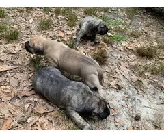 Fawn and brindle Presa Canario puppies available