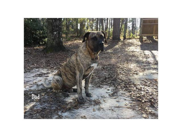 Fawn and brindle Presa Canario puppies available in Dothan ...