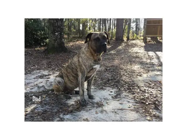Fawn and brindle Presa Canario puppies available - 7/7