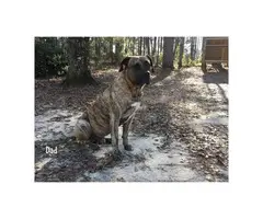 Fawn and brindle Presa Canario puppies available - 7
