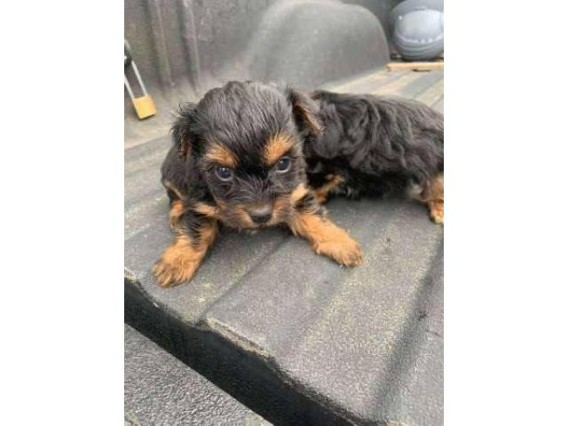 Six weeks old Yorkie puppies Houston - Puppies for Sale Near Me