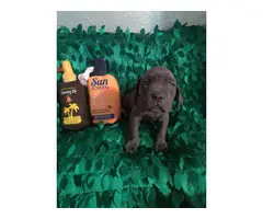 8 weeks old Cane Corso puppies - 1