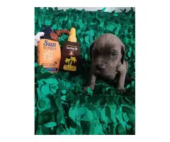8 weeks old Cane Corso puppies - 3