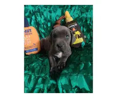 8 weeks old Cane Corso puppies - 4