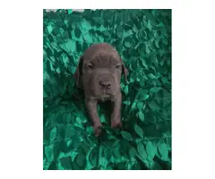8 weeks old Cane Corso puppies - 5