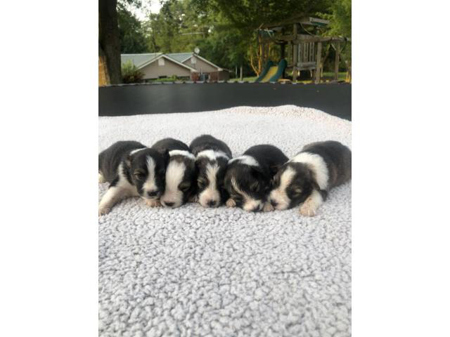 Shetland Sheepdog pups for adoption in Huntsville, Alabama ...