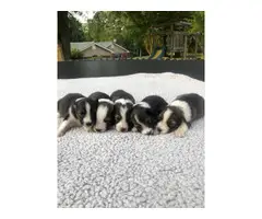 Shetland Sheepdog pups for adoption