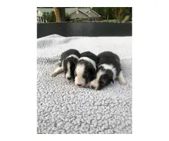 Shetland Sheepdog pups for adoption - 2