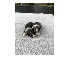 Shetland Sheepdog pups for adoption - 3