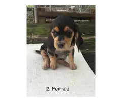Beagle puppies to rehome