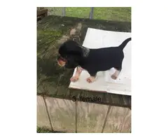 Beagle puppies to rehome - 2