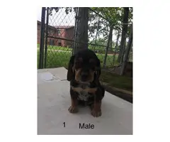 Beagle puppies to rehome - 3