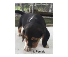 Beagle puppies to rehome - 4