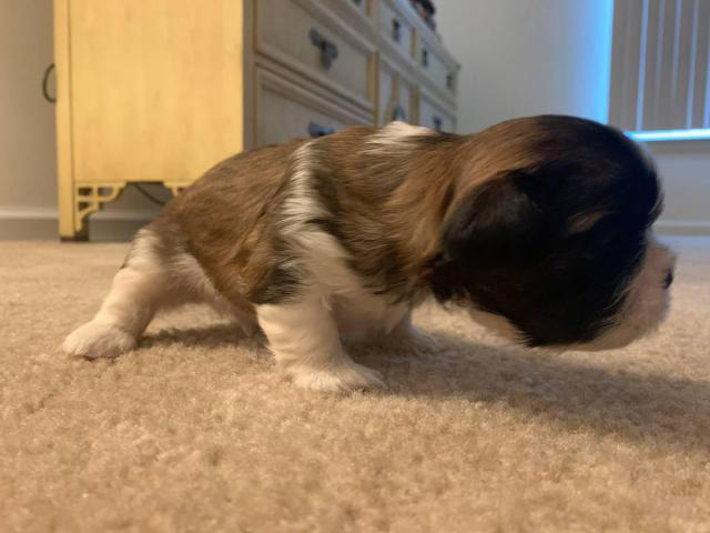 Black/white and brown Shitzu puppies in Lancaster, Pennsylvania