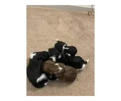 Black/white and brown Shitzu puppies - 11