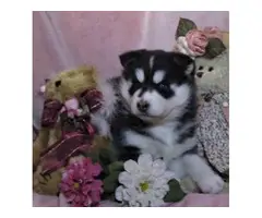four Very Nice Siberian Husky Puppies for Sale