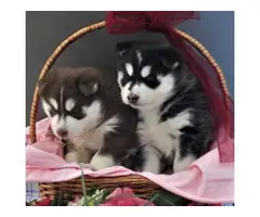 four Very Nice Siberian Husky Puppies for Sale - 2