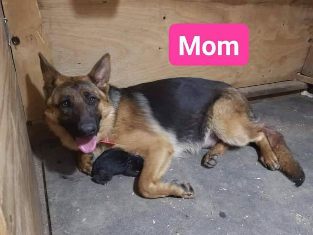 Black And Red Akc German Shepherd Puppies In Gadsden Alabama Puppies For Sale Near Me