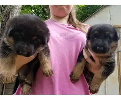 Black and Red AKC German Shepherd puppies - 7