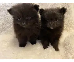 Beautiful Pom Puppies - 3