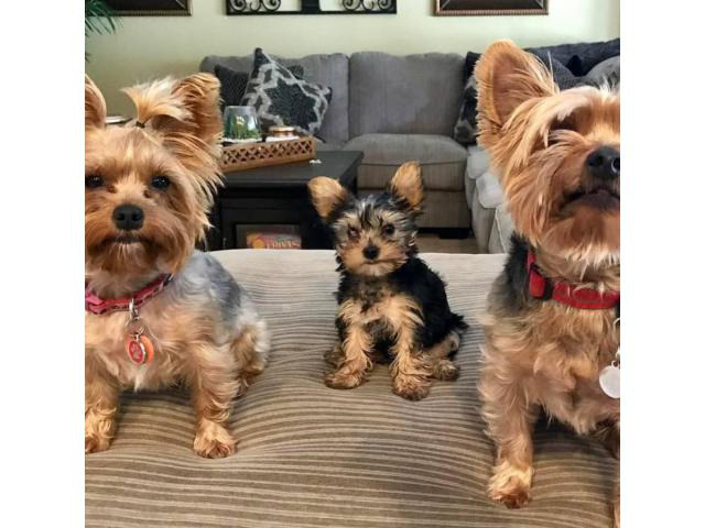 3 Yorkie puppies looking for their homes in Baltimore, Maryland