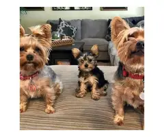 3 Yorkie puppies looking for their homes