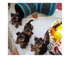 3 Yorkie puppies looking for their homes - 2