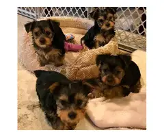 3 Yorkie puppies looking for their homes - 3