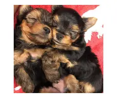 3 Yorkie puppies looking for their homes - 4