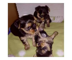 3 Yorkie puppies looking for their homes - 5