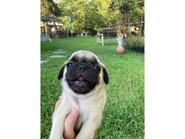 male pug puppies for sale