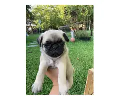 Two male Pug puppies - 2