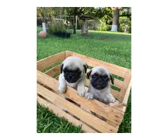 Two male Pug puppies - 3