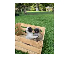 Two male Pug puppies - 5