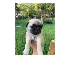 Two male Pug puppies - 6