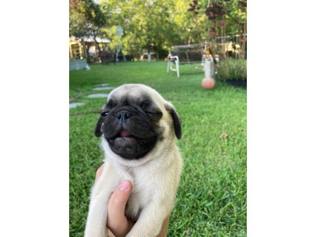 Two male Pug puppies in San Antonio, Texas - Puppies for Sale Near Me