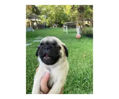 Two male Pug puppies - 7